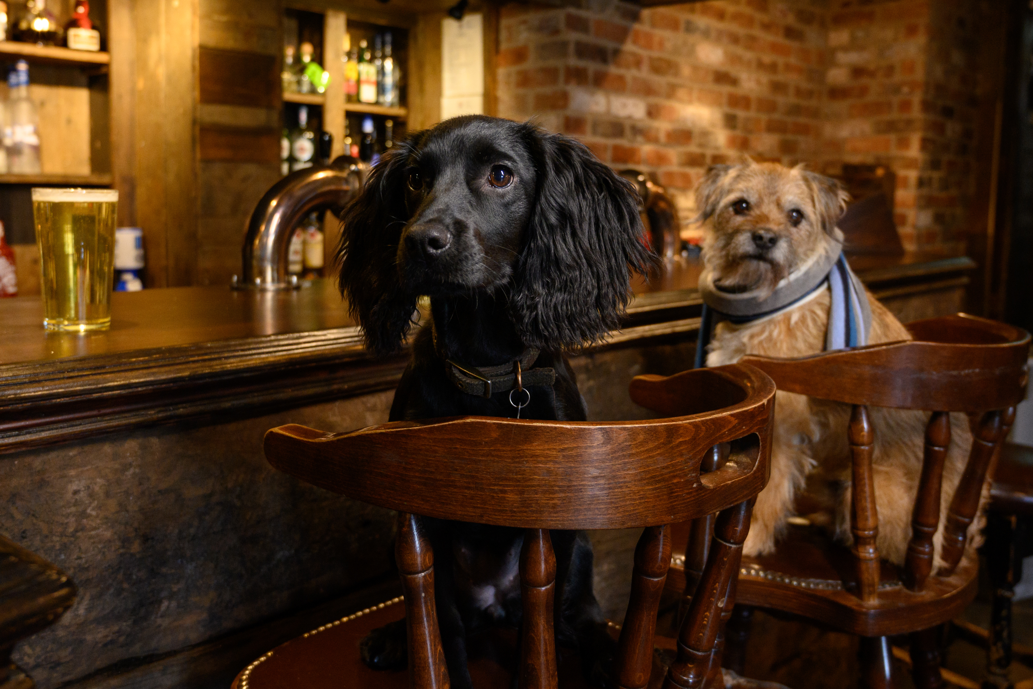 Two dogs sitting on chairs at a Surrey pub bar