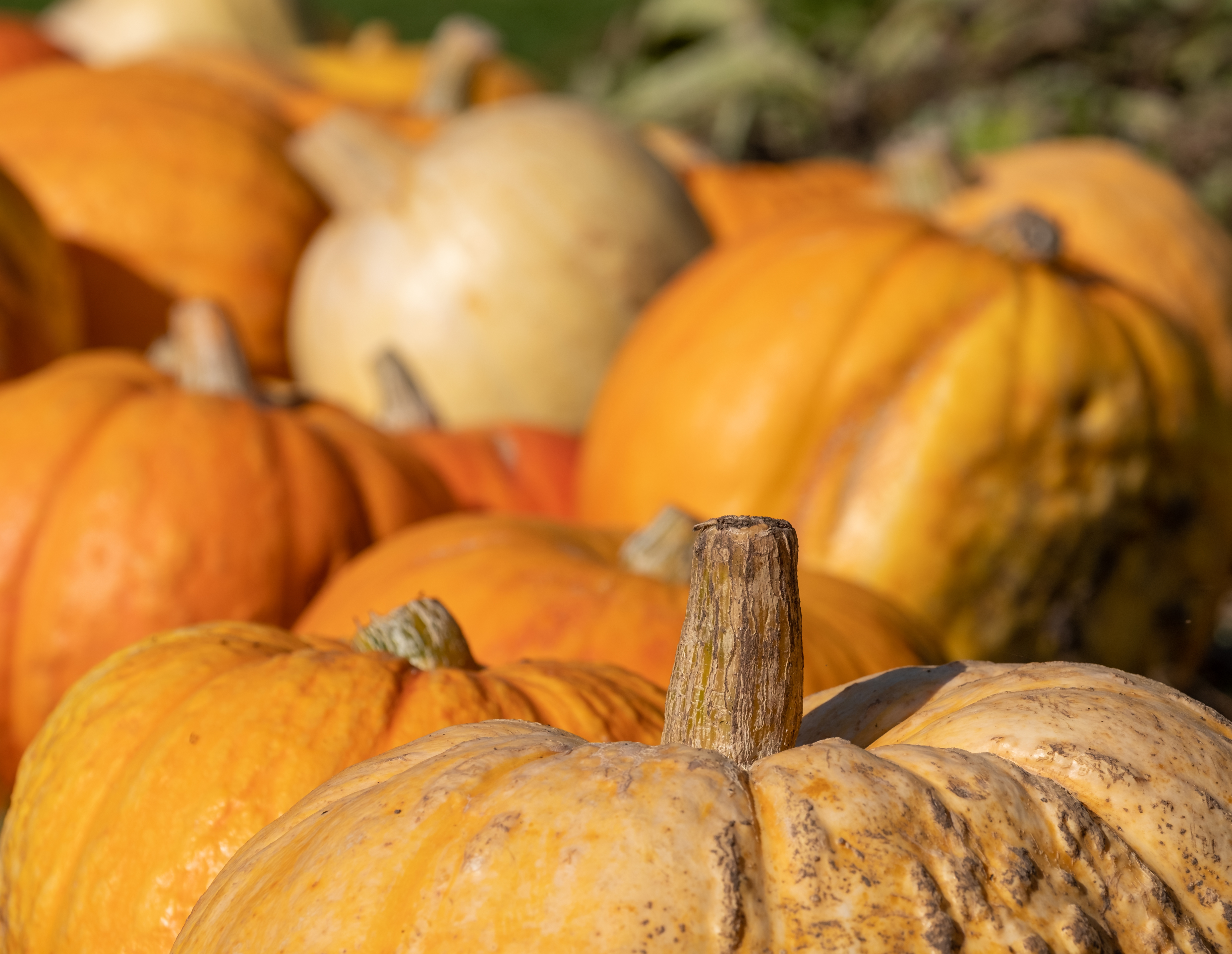 A collection of autumn pumpkins in warm tones